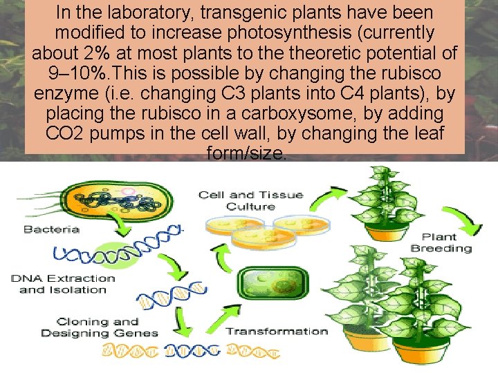 In the laboratory, transgenic plants have been modified to increase photosynthesis (currently about 2%