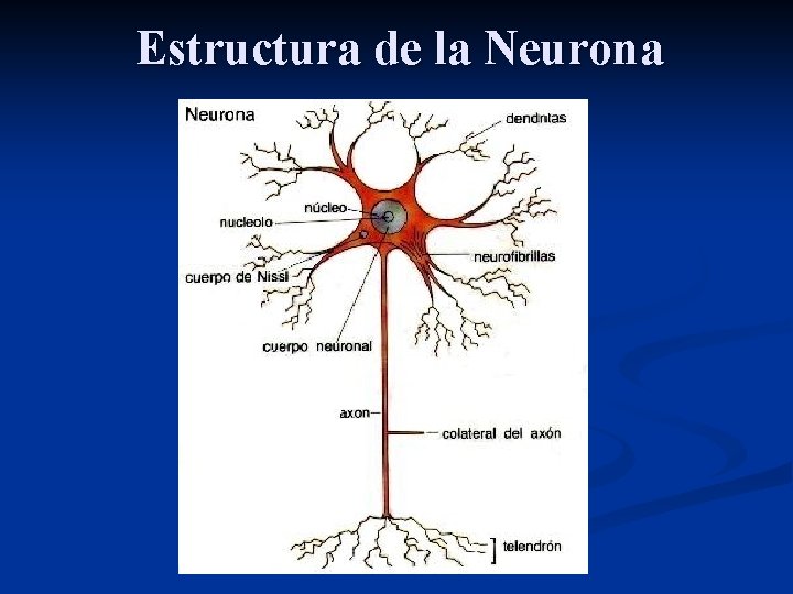 Estructura de la Neurona 