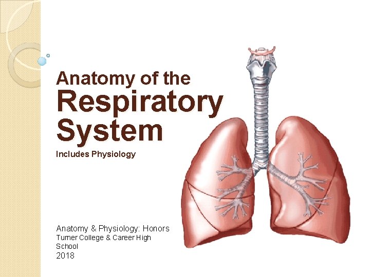 Anatomy of the Respiratory System Includes Physiology Anatomy & Physiology: Honors Turner College &