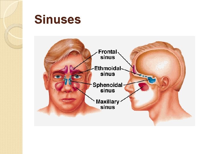 Sinuses 