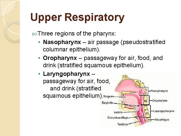 Upper Respiratory Three regions of the pharynx: • Nasopharynx – air passage (pseudostratified columnar