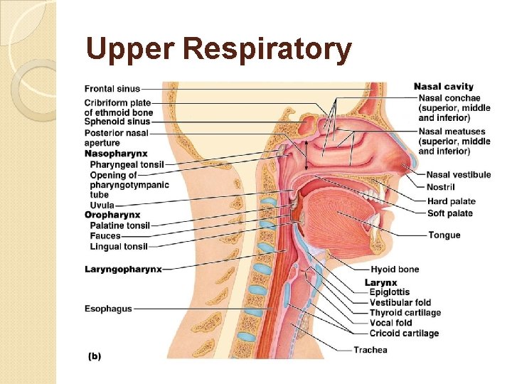 Upper Respiratory 