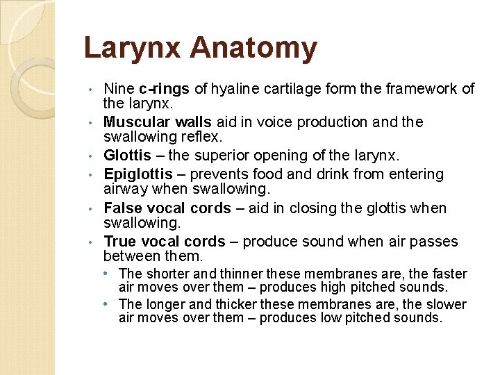 Larynx Anatomy • • • Nine c-rings of hyaline cartilage form the framework of