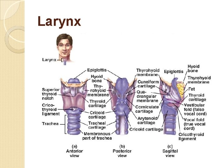 Larynx 