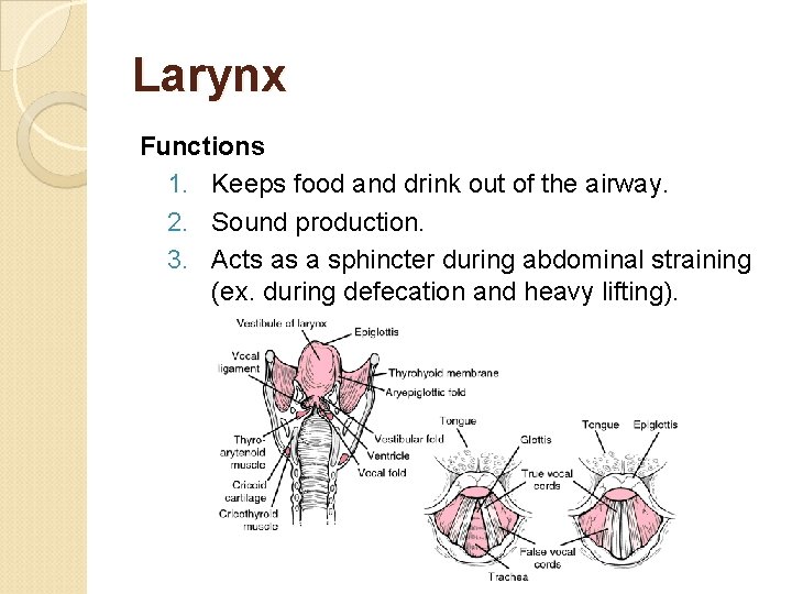 Larynx Functions 1. Keeps food and drink out of the airway. 2. Sound production.