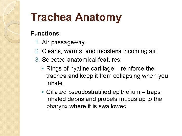 Trachea Anatomy Functions 1. Air passageway. 2. Cleans, warms, and moistens incoming air. 3.