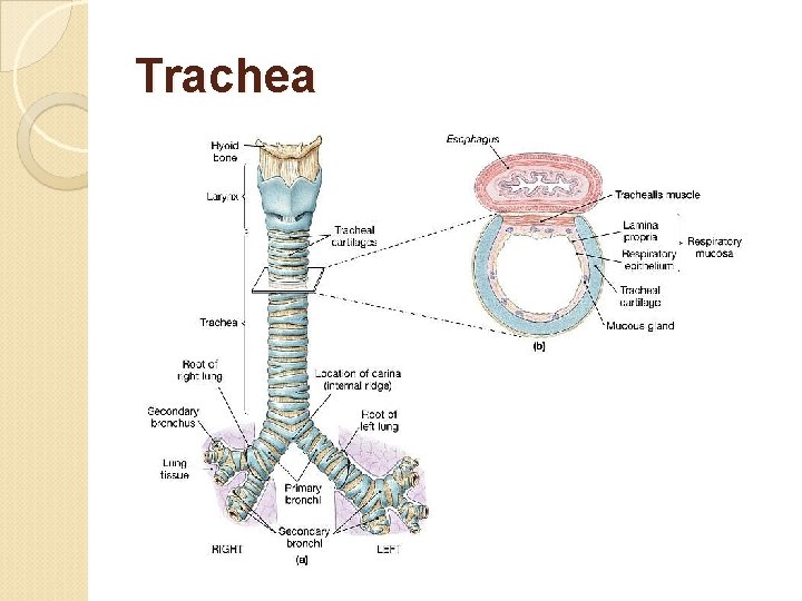 Trachea 