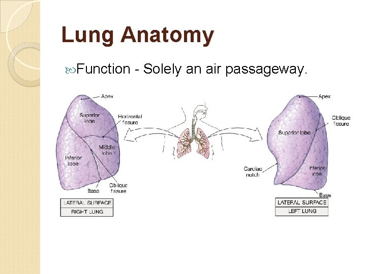 Lung Anatomy Function - Solely an air passageway. 