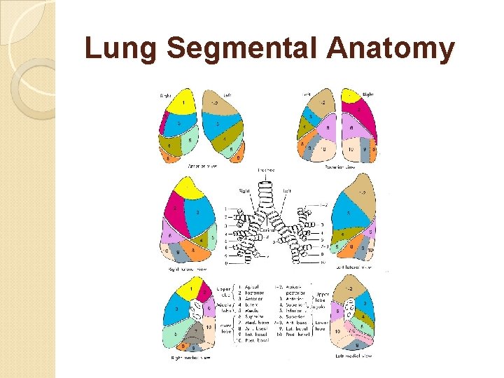 Lung Segmental Anatomy 