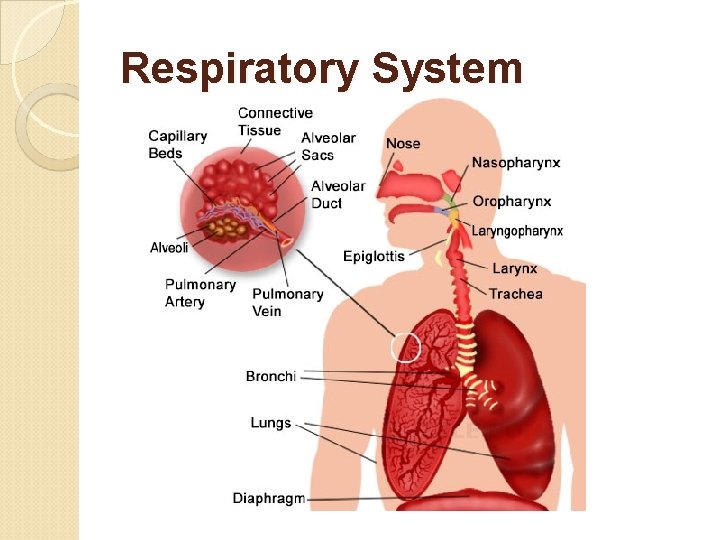 Respiratory System 