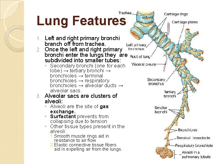 Lung Features Left and right primary bronchi branch off from trachea. 2. Once the