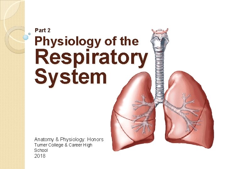 Part 2 Physiology of the Respiratory System Anatomy & Physiology: Honors Turner College &