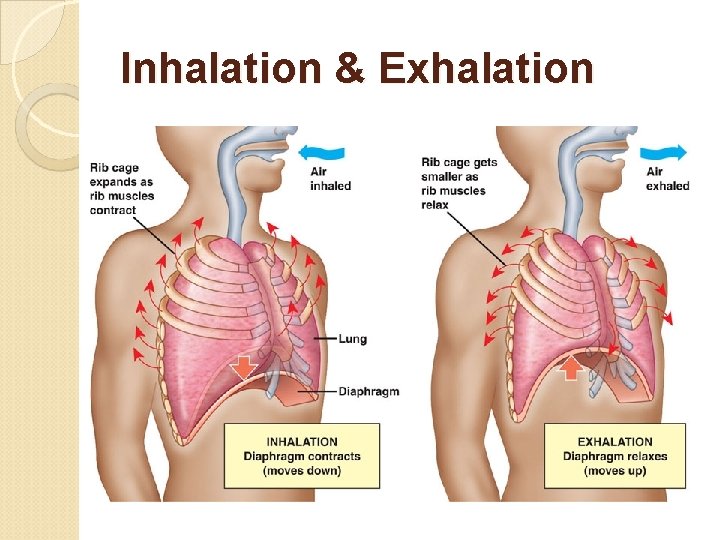 Inhalation & Exhalation 