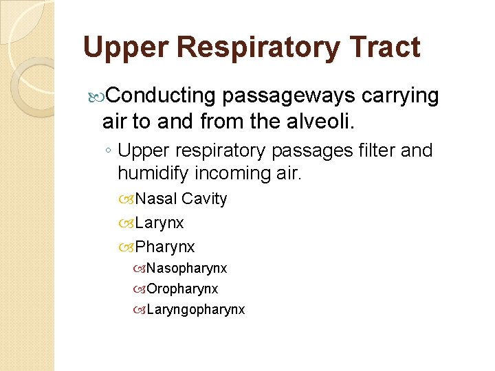 Upper Respiratory Tract Conducting passageways carrying air to and from the alveoli. ◦ Upper