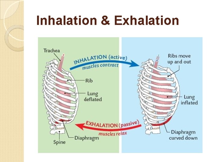 Inhalation & Exhalation 