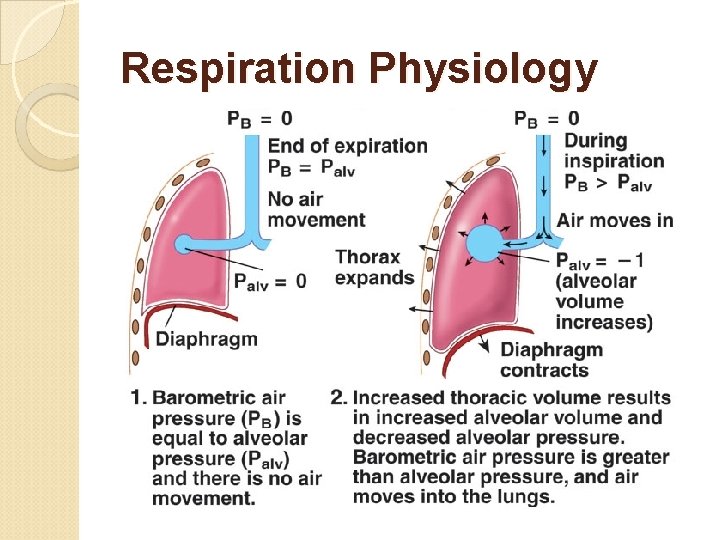 Respiration Physiology 