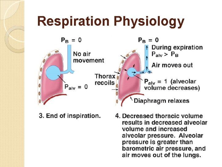 Respiration Physiology 