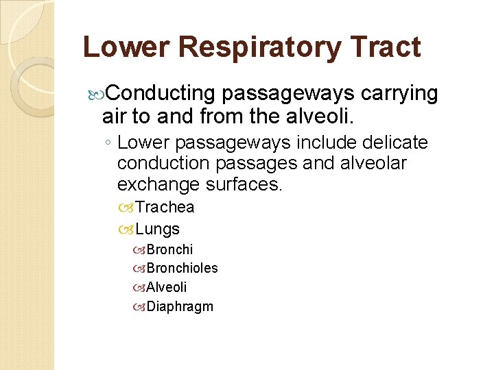 Lower Respiratory Tract Conducting passageways carrying air to and from the alveoli. ◦ Lower