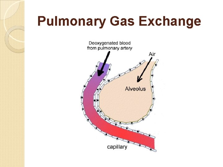 Pulmonary Gas Exchange 