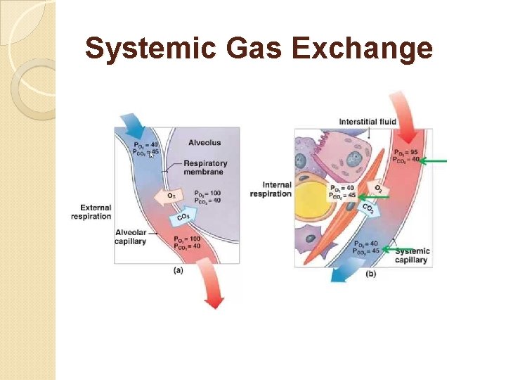 Systemic Gas Exchange 