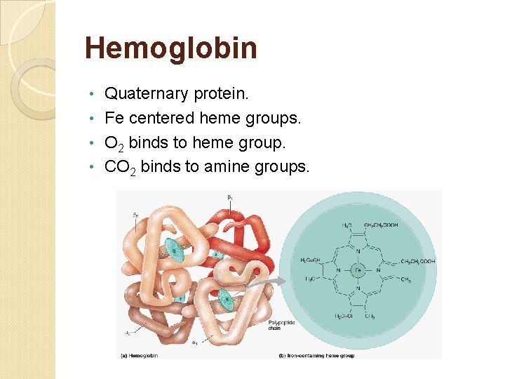 Hemoglobin Quaternary protein. • Fe centered heme groups. • O 2 binds to heme