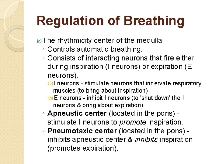 Regulation of Breathing The rhythmicity center of the medulla: ◦ Controls automatic breathing. ◦