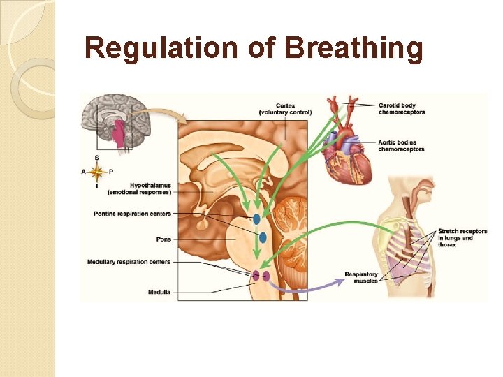 Regulation of Breathing 