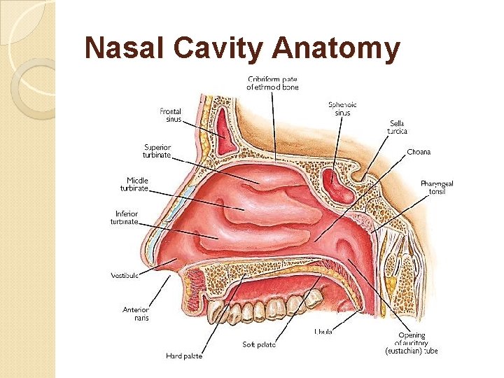 Nasal Cavity Anatomy 