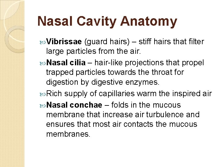 Nasal Cavity Anatomy Vibrissae (guard hairs) – stiff hairs that filter large particles from