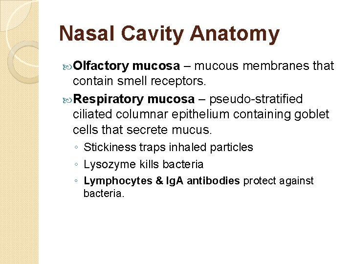 Nasal Cavity Anatomy Olfactory mucosa – mucous membranes that contain smell receptors. Respiratory mucosa