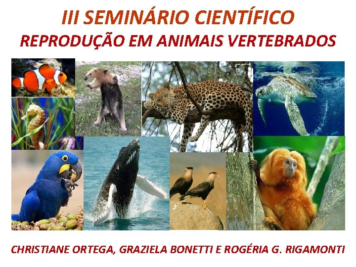 III SEMINÁRIO CIENTÍFICO REPRODUÇÃO EM ANIMAIS VERTEBRADOS CHRISTIANE ORTEGA, GRAZIELA BONETTI E ROGÉRIA G.