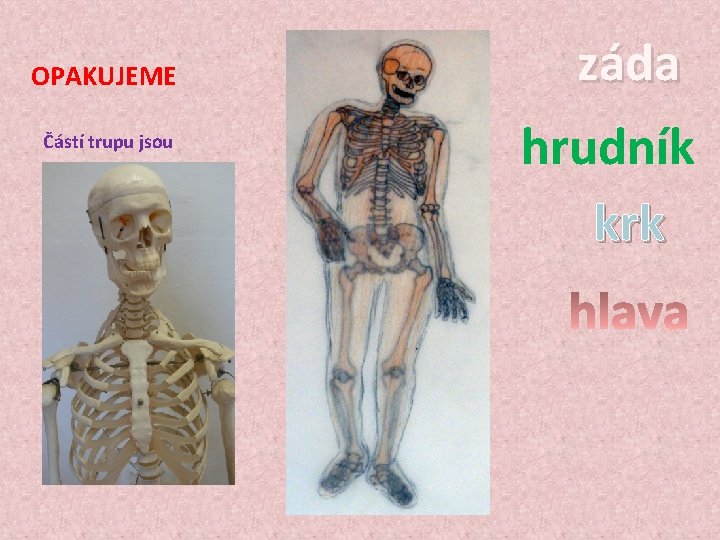 OPAKUJEME Částí trupu jsou záda hrudník krk 