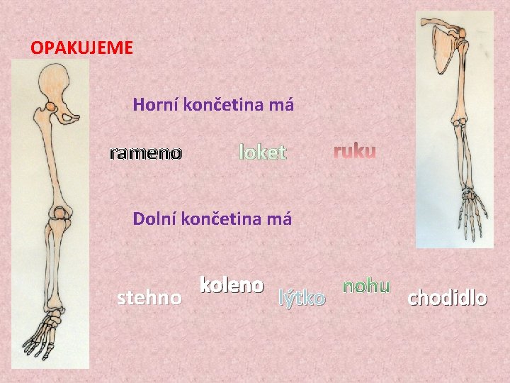 OPAKUJEME Horní končetina má rameno loket Dolní končetina má stehno koleno lýtko nohu chodidlo