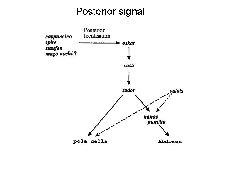 Posterior signal 
