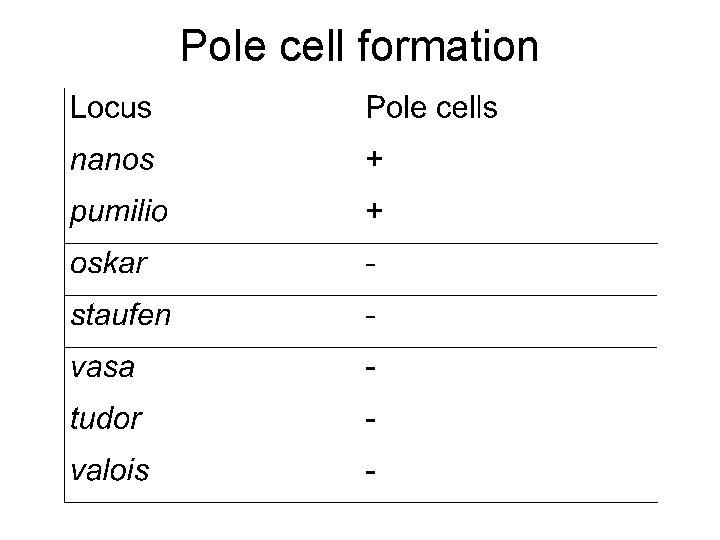 Pole cell formation 