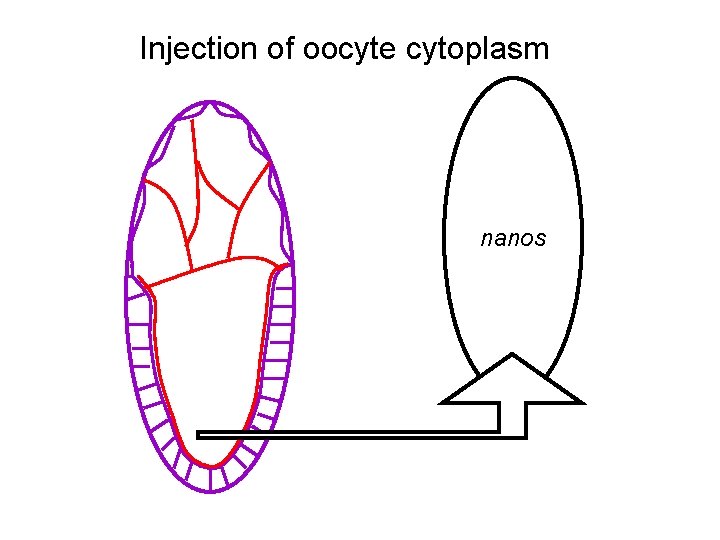 Injection of oocyte cytoplasm nanos 
