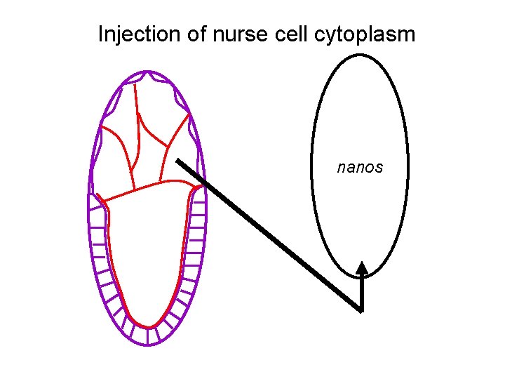 Injection of nurse cell cytoplasm nanos 