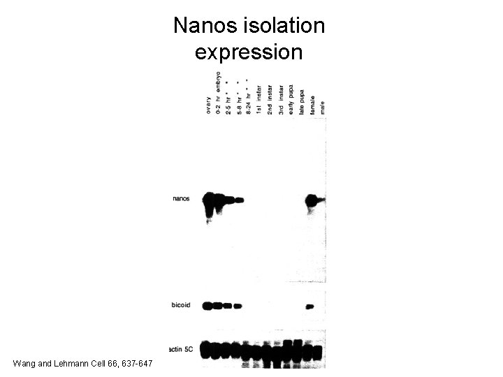 Nanos isolation expression Wang and Lehmann Cell 66, 637 -647 