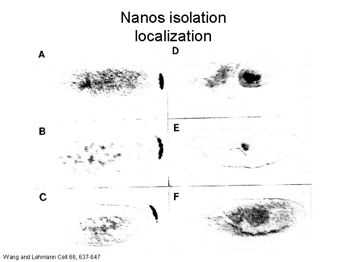 Nanos isolation localization Wang and Lehmann Cell 66, 637 -647 