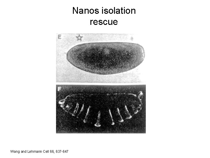 Nanos isolation rescue Wang and Lehmann Cell 66, 637 -647 