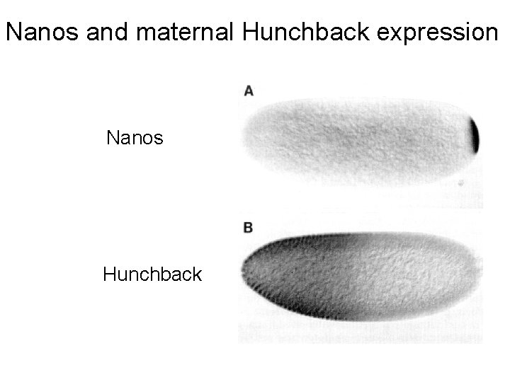 Nanos and maternal Hunchback expression Nanos Hunchback 
