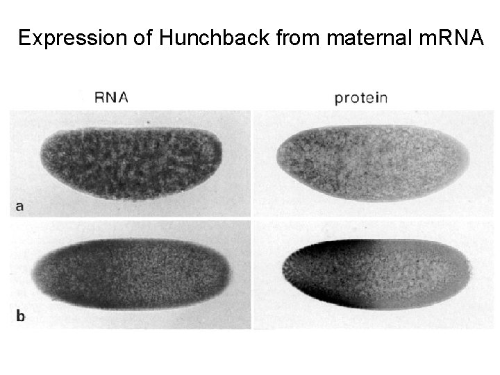 Expression of Hunchback from maternal m. RNA 