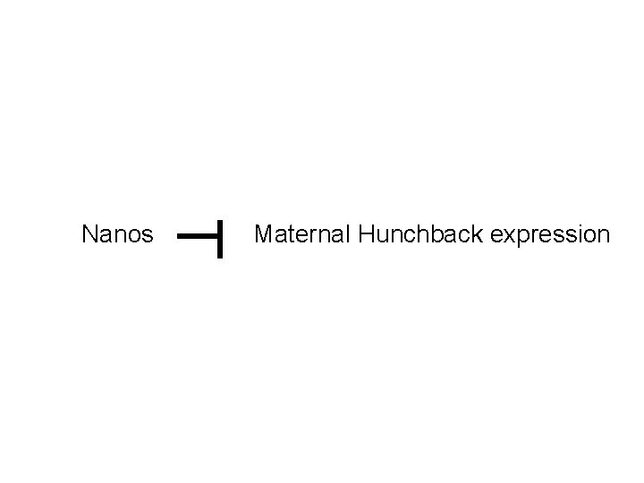 Nanos Maternal Hunchback expression 