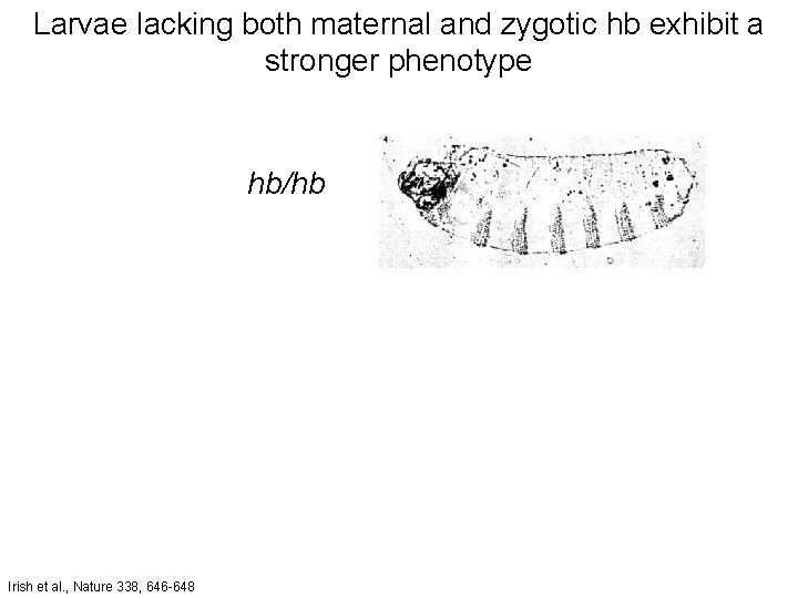 Larvae lacking both maternal and zygotic hb exhibit a stronger phenotype hb/hb Irish et