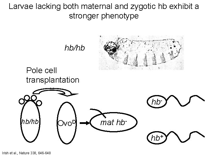 Larvae lacking both maternal and zygotic hb exhibit a stronger phenotype hb/hb Pole cell