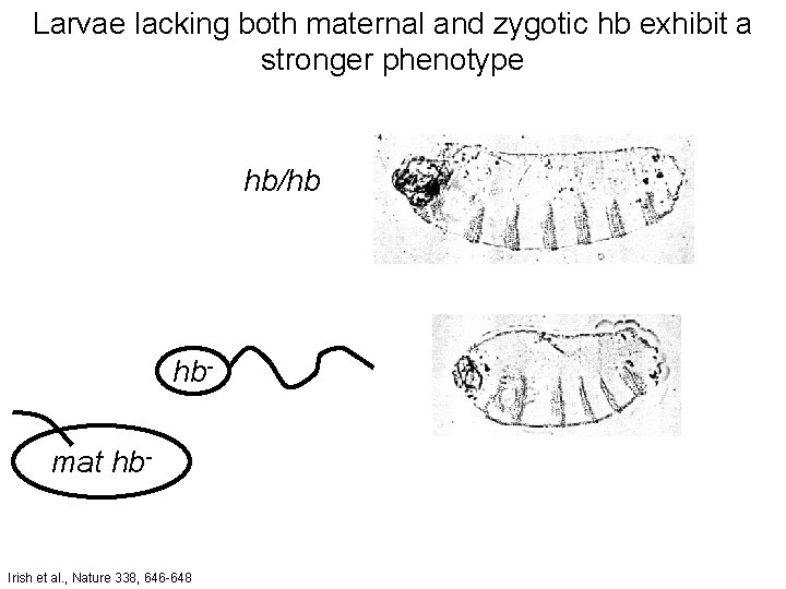 Larvae lacking both maternal and zygotic hb exhibit a stronger phenotype hb/hb hbmat hb-