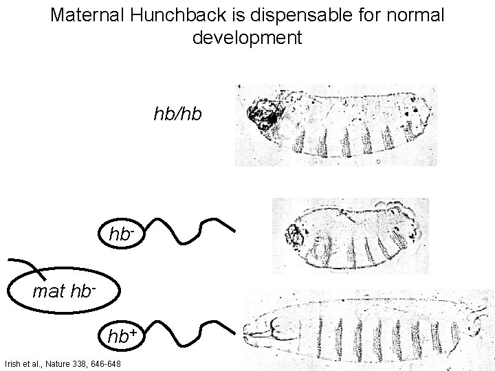 Maternal Hunchback is dispensable for normal development hb/hb hbmat hbhb+ Irish et al. ,