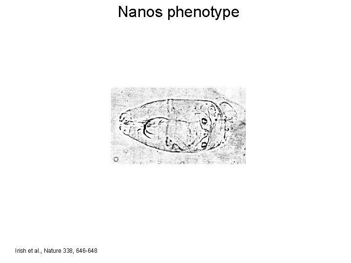 Nanos phenotype Irish et al. , Nature 338, 646 -648 