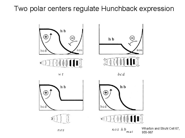 Two polar centers regulate Hunchback expression Wharton and Struhl Cell 67, 955 -967 