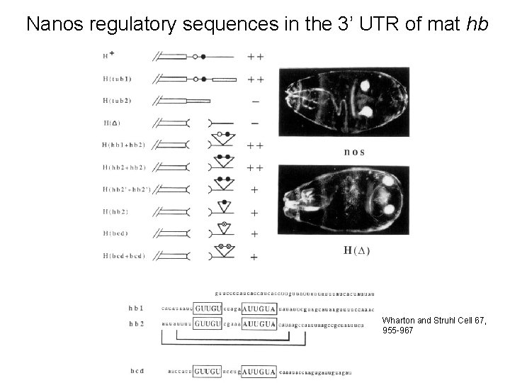 Nanos regulatory sequences in the 3’ UTR of mat hb Wharton and Struhl Cell